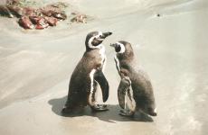 Pingouins Punta Tombo, Argentine